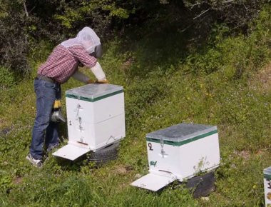 Μελισσουργός εντόπισε ληστή κυψελών τοποθετώντας κάμερες στα μελίσσια του